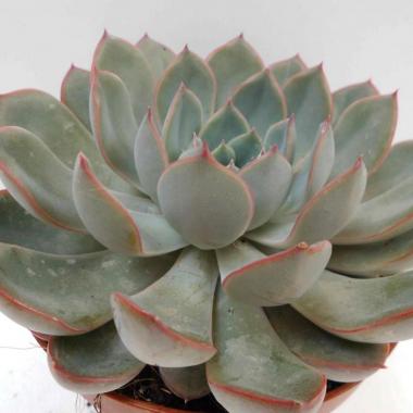 Echeveria pink edge